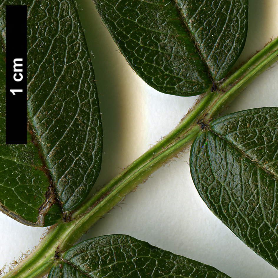 High resolution image: Family: Rosaceae - Genus: Sorbus - Taxon: KR 6391 (S. aff. rehderiana)